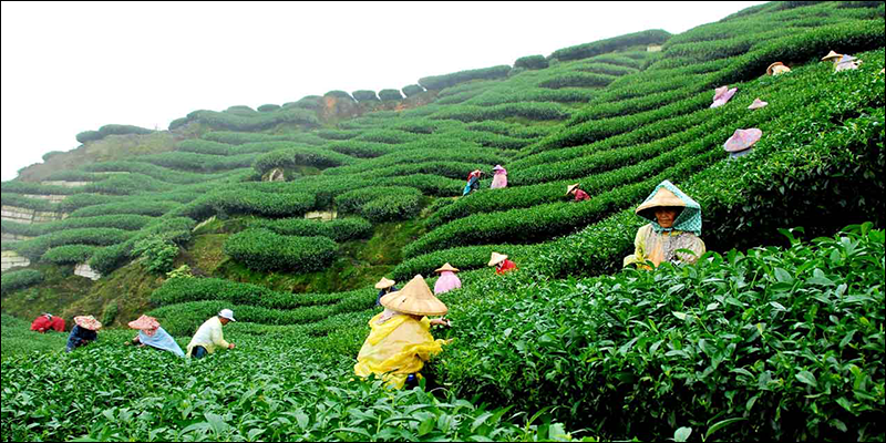 Goodricke acquires Godfrey Phillips India’s Eight Tea Brands